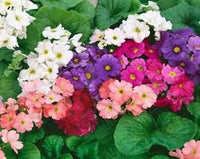 Obconica Flower seeds for Planting - Long Bloom Season, Heirloom & GMO Free Seeds for Home Garden