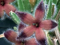 Burgundy Stapelia for Planting Fragrant Blossoms Heirloom & GMO Free Seeds for Home Garden
 
 Sale