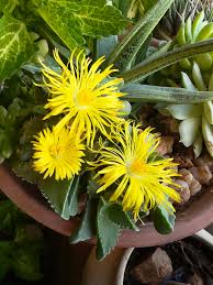 Yellow Faucaria Tigrina Flower seeds for Planting - Long Bloom Season, Heirloom & GMO Free Seeds for Home Garden