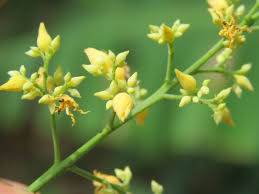 Hevea Brasiliensis Flower seeds for Planting Fragrant Blossoms Heirloom & GMO Free Seeds for Home Garden