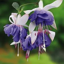 Blue Fuchsia Flower seeds for Planting - Vibrant Colors, Heirloom & GMO Free Seeds for Home Garden