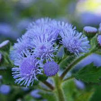 Violet Ageratum Flower seeds for Planting - Seasonal Bloomer, Heirloom & GMO Free Seeds for Home Garden