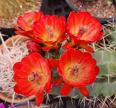 Claret Cup Hedgehog Cacti Flower seeds for Planting - Cut Flower Favorite, Heirloom & GMO Free Seeds for Home Garden
