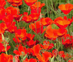 Red Eschscholtzia Flower seeds for Planting Bright Blooms Heirloom & GMO Free Seeds for Home Garden