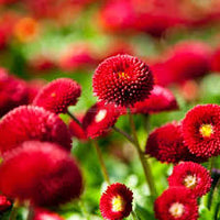 Red Bellis Flower seeds for Planting - Bright Blooms, Heirloom & GMO Free Seeds for Home Garden