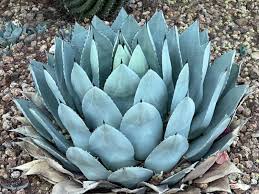 Green Agave Parryi Flower seeds for Planting - Premium Quality, Heirloom & GMO Free Seeds for Home Garden