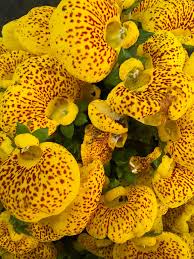 Yellow Calceolaria Crenatiflora Flower seeds for Planting - Drought Tolerant, Heirloom & GMO Free Seeds for Home Garden