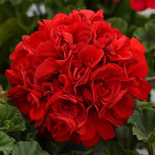 Red Geranium Breakaway Flower Seeds for Vibrant Planting
