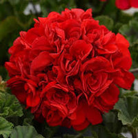 Red Geranium Breakaway Flower Seeds for Vibrant Planting