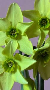 Light Green Narcissus Flower Seeds for Planting Easy to Grow Heirloom & GMO Free Seeds for Home Garden
 
 Sale