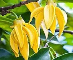 Ylang Flower seeds for Planting - Premium Quality, Heirloom & GMO Free Seeds for Home Garden