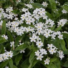 White Myosotis Flower seeds for Planting - Long Bloom Season, Heirloom & GMO Free Seeds for Home Garden