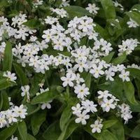 White Myosotis Flower seeds for Planting - Long Bloom Season, Heirloom & GMO Free Seeds for Home Garden