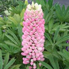 Light Pink Lupine Flower seeds for Planting - Drought Tolerant, Heirloom & GMO Free Seeds for Home Garden