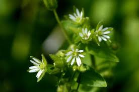 Chickweed Flower Planting Seeds  Perfect for Easy Gardening