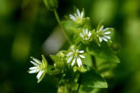Chickweed Flower Planting Seeds  Perfect for Easy Gardening