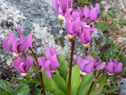 Pink Midland Shooting Flower seeds for Planting - Shade Tolerant, Heirloom & GMO Free Seeds for Home Garden