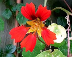 Heirloom Scottish Flame Flower seeds for Planting Colorful Display Heirloom & GMO Free Seeds for Home Garden