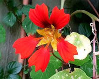 Heirloom Scottish Flame Flower seeds for Planting Colorful Display Heirloom & GMO Free Seeds for Home Garden