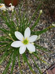 Zephyranthes Candida Flower seeds for Planting - Shade Tolerant, Heirloom & GMO Free Seeds for Home Garden