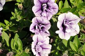 Light Violet Double Petal Petunia Seeds, Heirloom Non-GMO Fragrant Flowers for Home Garden
