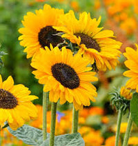 Yellow Sunflower Flower seeds for Planting - Low Maintenance, Heirloom & GMO Free Seeds for Home Garden