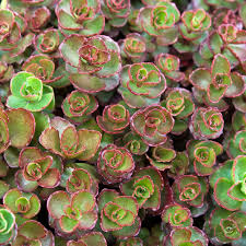 Sedum Dragons Blood Groundcover Flower seeds for Planting - Compact Growth, Heirloom & GMO Free Seeds for Home Garden