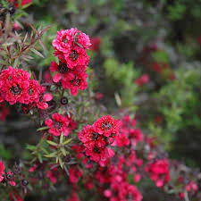 Pink Manuka Honey Teatree Leptospermum Scoparium Flower seeds for Planting - Colorful Display, Heirloom & GMO Free Seeds for Home Garden