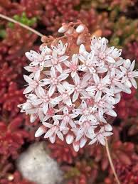 Sedum Album Flower seeds for Planting Low Maintenance Heirloom & GMO Free Seeds for Home Garden