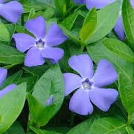 Light Blue Periwinkle Vinca Flower Seeds for Planting Long Bloom Season Heirloom & GMO Free Seeds for Home Garden
 
 Sale