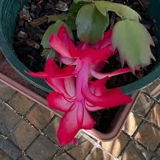 Zygocactus Truncatus Dark Pink Flower Seeds for Planting in Gardens - Easy to Grow Flowering Cactus Seeds
