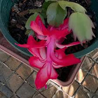 Zygocactus Truncatus Dark Pink Flower Seeds for Planting in Gardens - Easy to Grow Flowering Cactus Seeds