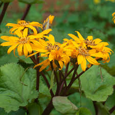Ligularia Dentata Flower seeds for Planting Shade Tolerant Heirloom & GMO Free Seeds for Home Garden