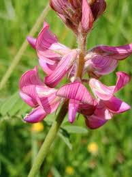 Onobrychis Flower seeds for Planting Perfect for Borders Heirloom & GMO Free Seeds for Home Garden