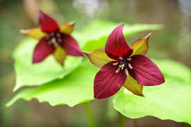 Green Trillium Flower seeds for Planting - Low Maintenance, Heirloom & GMO Free Seeds for Home Garden