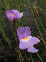 Violet Utricularia Flower seeds for Planting - Wildflower Mix, Heirloom & GMO Free Seeds for Home Garden
 
 Sale