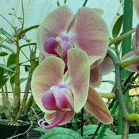 Green Pink Phalaenopsis Orchid Flower Seeds for Garden Vibrant Colors Heirloom & GMO Free Seeds for Home Garden
 
 Sale