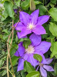 Purple Clematis Flower seeds for Planting - Bright Blooms, Heirloom & GMO Free Seeds for Home Garden