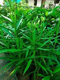 Green Tarragon Seeds for Planting