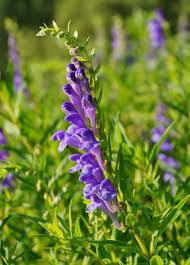 Blue Scutellaria Baicalensis Flower seeds for Planting - Low Maintenance, Heirloom & GMO Free Seeds for Home Garden