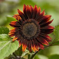 Red Moulin Sunflower Flower seeds for Planting - Easy to Grow, Heirloom & GMO Free Seeds for Home Garden