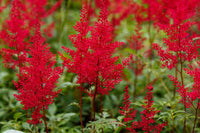 Red Astilbe Flower Seeds for Planting Perfect for Borders Heirloom & GMO Free Seeds for Home Garden
 
 Sale