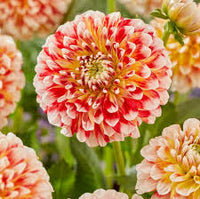 Dahlia Fantasy Flower Seeds for Easy Planting