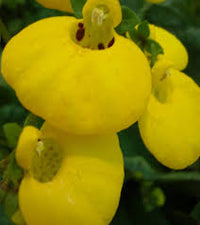 Calceolaria Flower seeds for Planting - Perfect for Borders, Heirloom & GMO Free Seeds for Home Garden