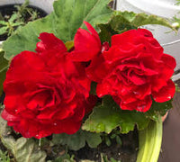 Tuberous Begonia Red Flower seeds for Planting - Garden Favorite, Heirloom & GMO Free Seeds for Home Garden