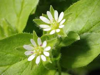 Chickweed Flower Planting Seeds  Perfect for Easy Gardening