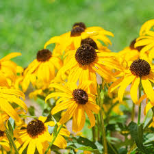 Yellow Echinacea Flower seeds for Planting Premium Quality Heirloom & GMO Free Seeds for Home Garden