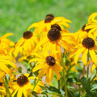 Yellow Echinacea Flower seeds for Planting Premium Quality Heirloom & GMO Free Seeds for Home Garden