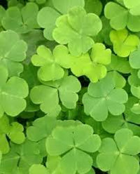 Khaki Green Four Leaf Clover Seeds for Planting – Heirloom NonGMO Organic Garden Seeds High Germination
 
 Sale