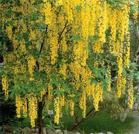 Light Yellow Crape Myrtle Tree Flower seeds for Planting - Long Bloom Season, Heirloom & GMO Free Seeds for Home Garden
 
 Sale